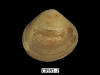 藏品(唱片簾蛤)的圖片